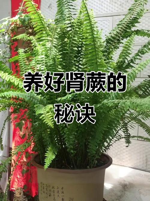 肾盆栽怎么养才好?-第1张图片-吾爱花网 肾盆栽怎么养才好?-第1张图片-吾爱花网