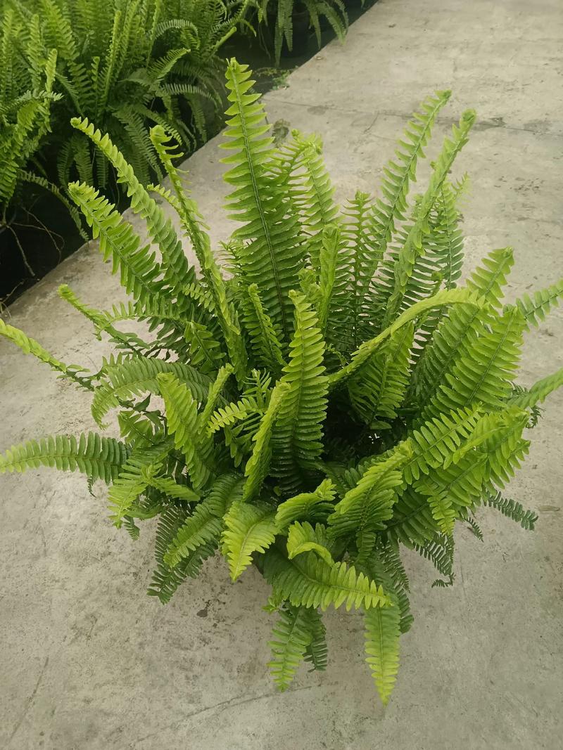 肾盆栽怎么养才好?-第2张图片-吾爱花网 肾盆栽怎么养才好?-第2张图片-吾爱花网