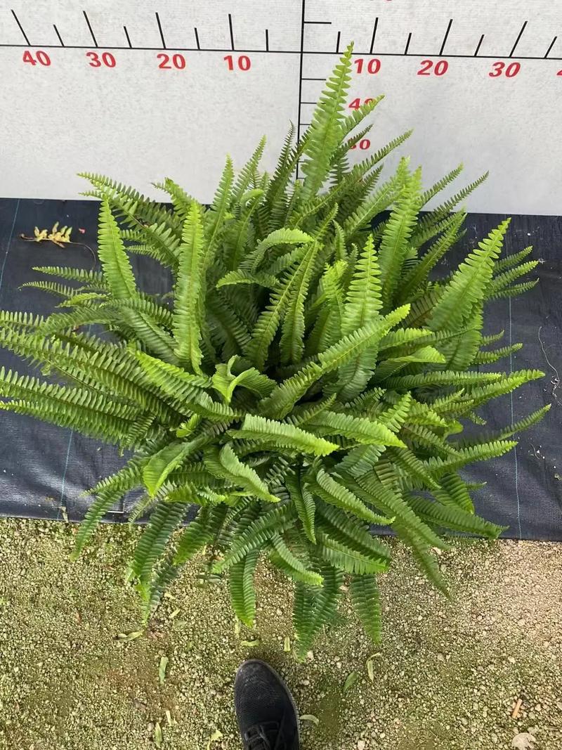 肾盆栽怎么养才好?-第3张图片-吾爱花网 肾盆栽怎么养才好?-第3张图片-吾爱花网