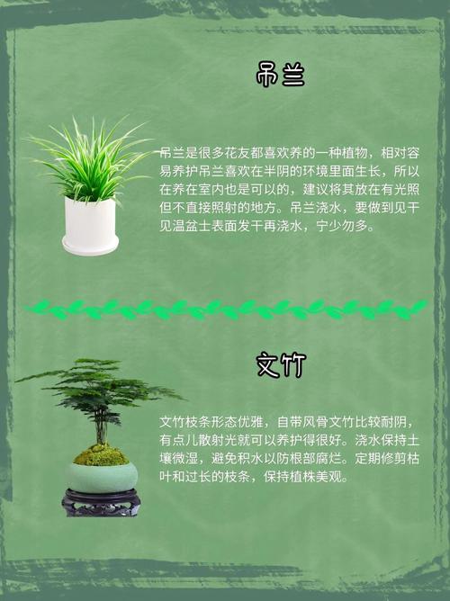 春天养什么小盆栽最合适？-第1张图片-吾爱花网