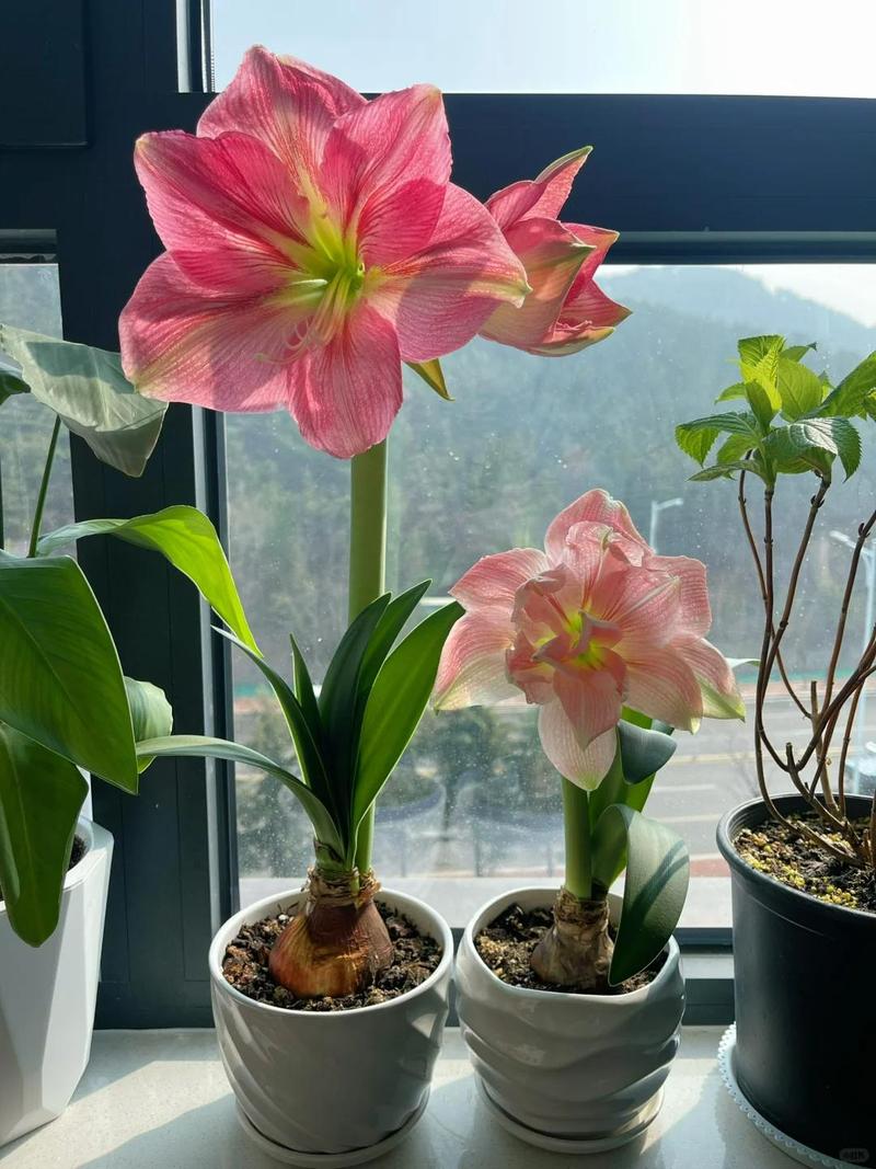 春天养什么小盆栽最合适？-第3张图片-吾爱花网