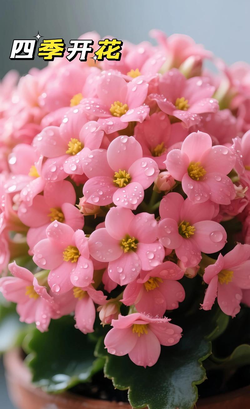 春天养什么小盆栽最合适？-第2张图片-吾爱花网