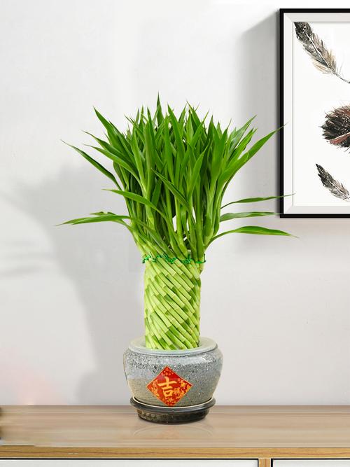 养盆栽竹子选哪种竹最好？-第2张图片-吾爱花网