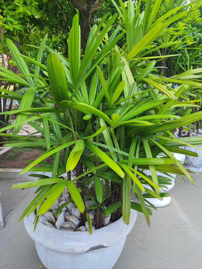 养盆栽竹子选哪种竹最好？-第1张图片-吾爱花网