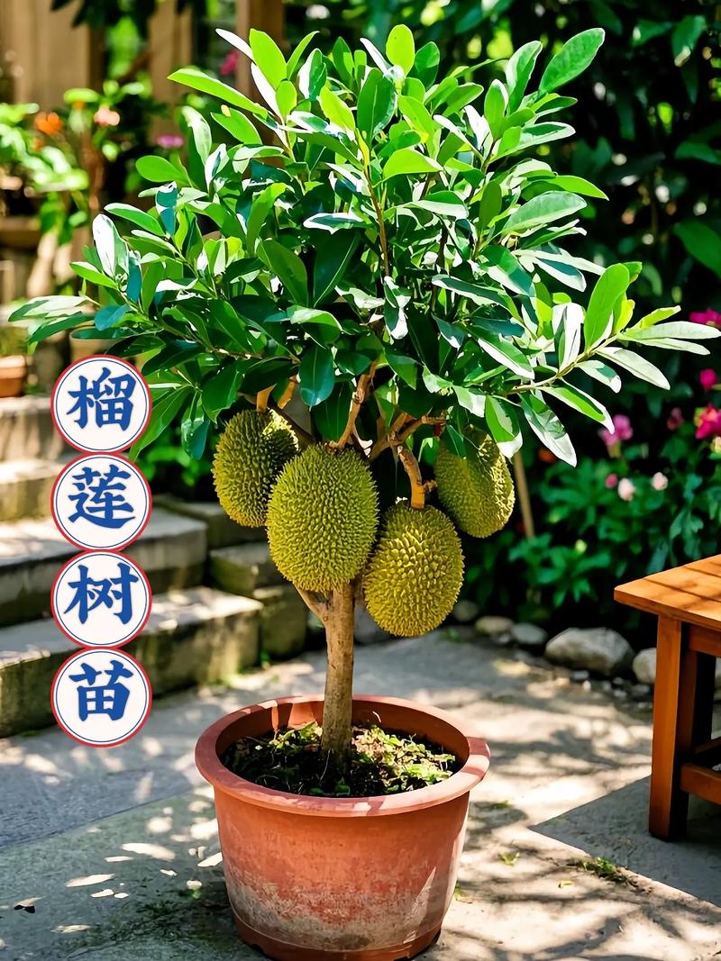在家盆栽榴莲能结果吗？-第2张图片-吾爱花网