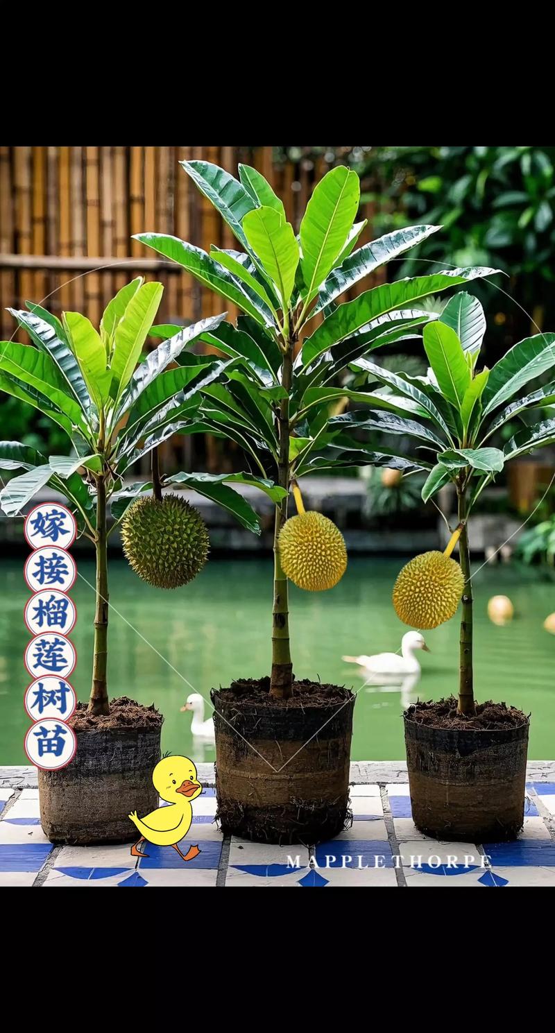 在家盆栽榴莲能结果吗？-第3张图片-吾爱花网
