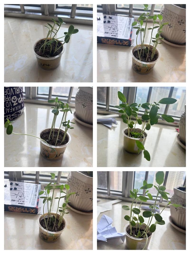 无核小盆栽怎么种？-第1张图片-吾爱花网