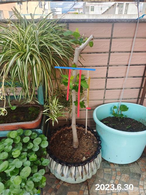 无核小盆栽怎么种？-第2张图片-吾爱花网