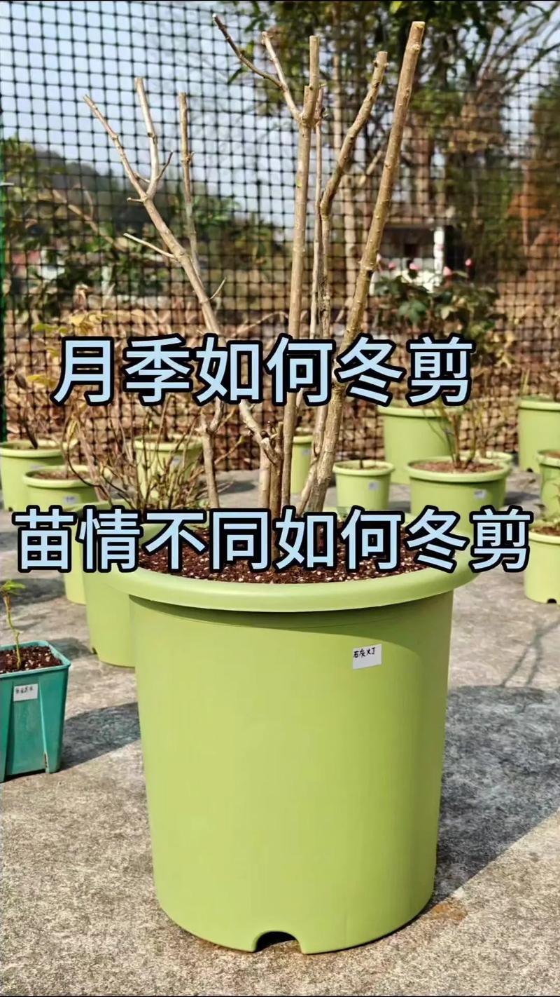 盆栽树叶冬季修剪有何技巧？-第3张图片-吾爱花网