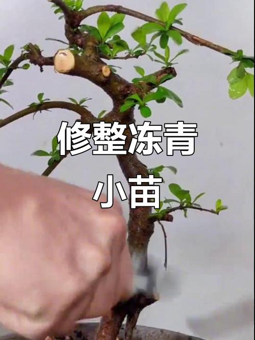 盆栽树叶冬季修剪有何技巧？-第2张图片-吾爱花网