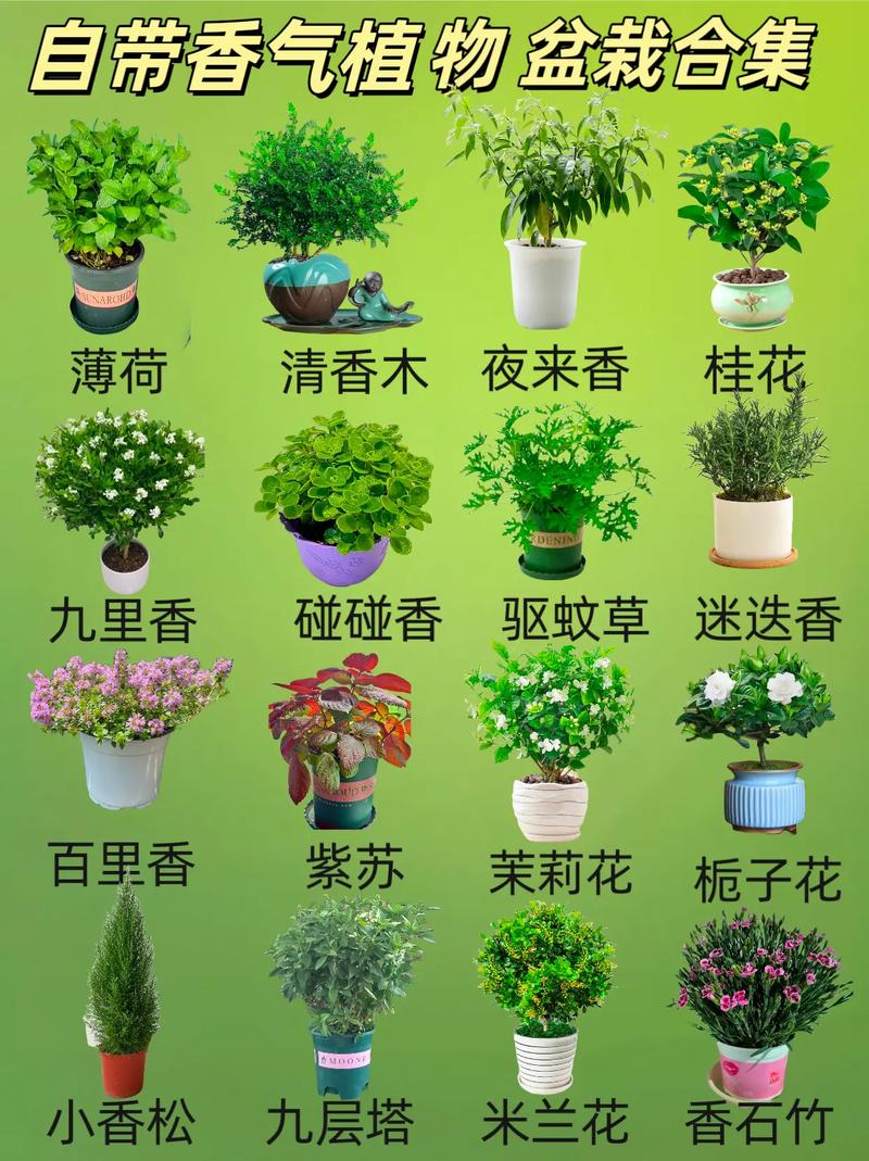 什么室内盆栽有香味？-第1张图片-吾爱花网