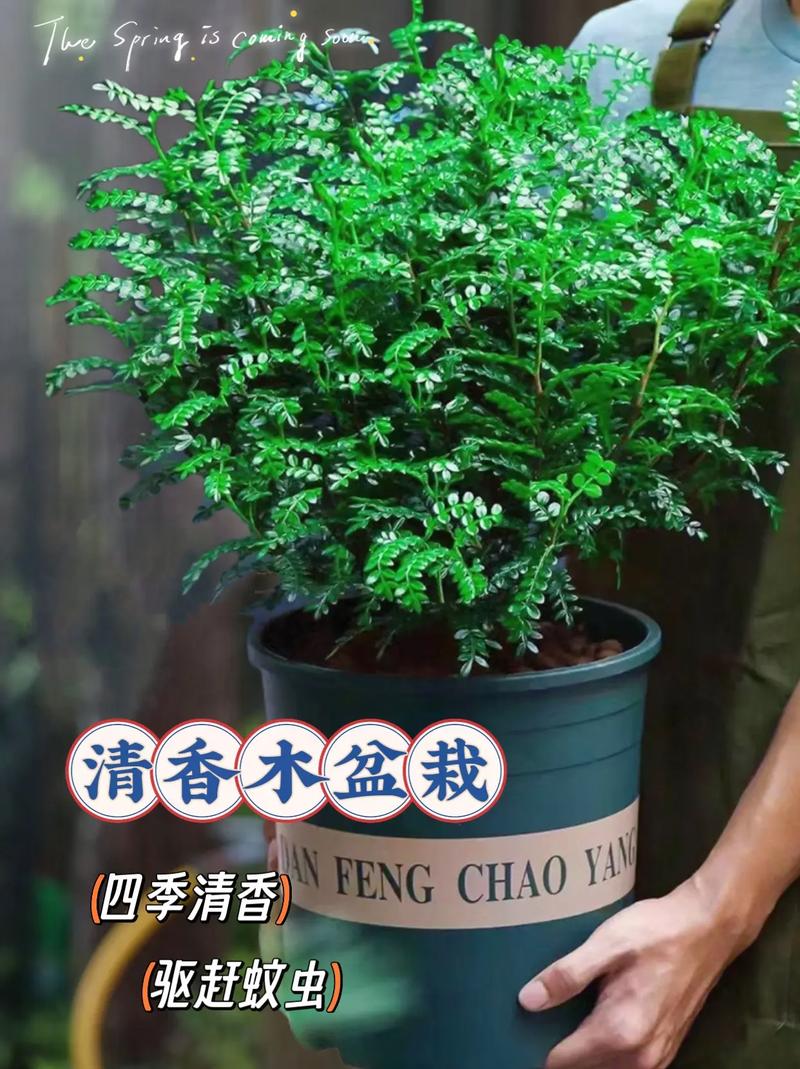什么室内盆栽有香味？-第3张图片-吾爱花网