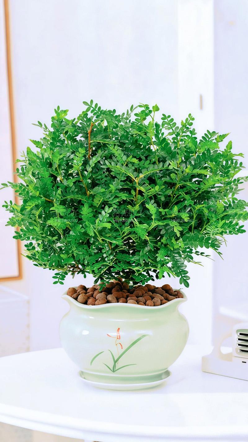 什么室内盆栽有香味？-第2张图片-吾爱花网