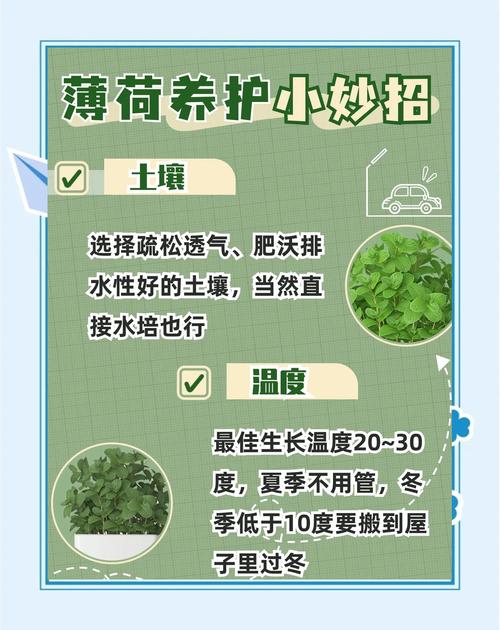 盆栽薄荷苗如何快速生长？-第2张图片-吾爱花网
