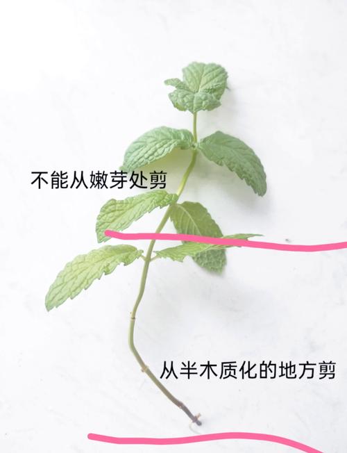盆栽薄荷苗如何快速生长？-第3张图片-吾爱花网