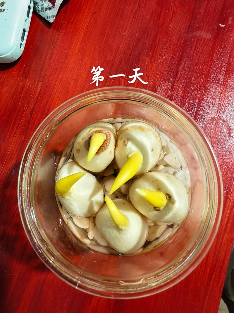 郁金香水培该加盐还是加糖？-第2张图片-吾爱花网