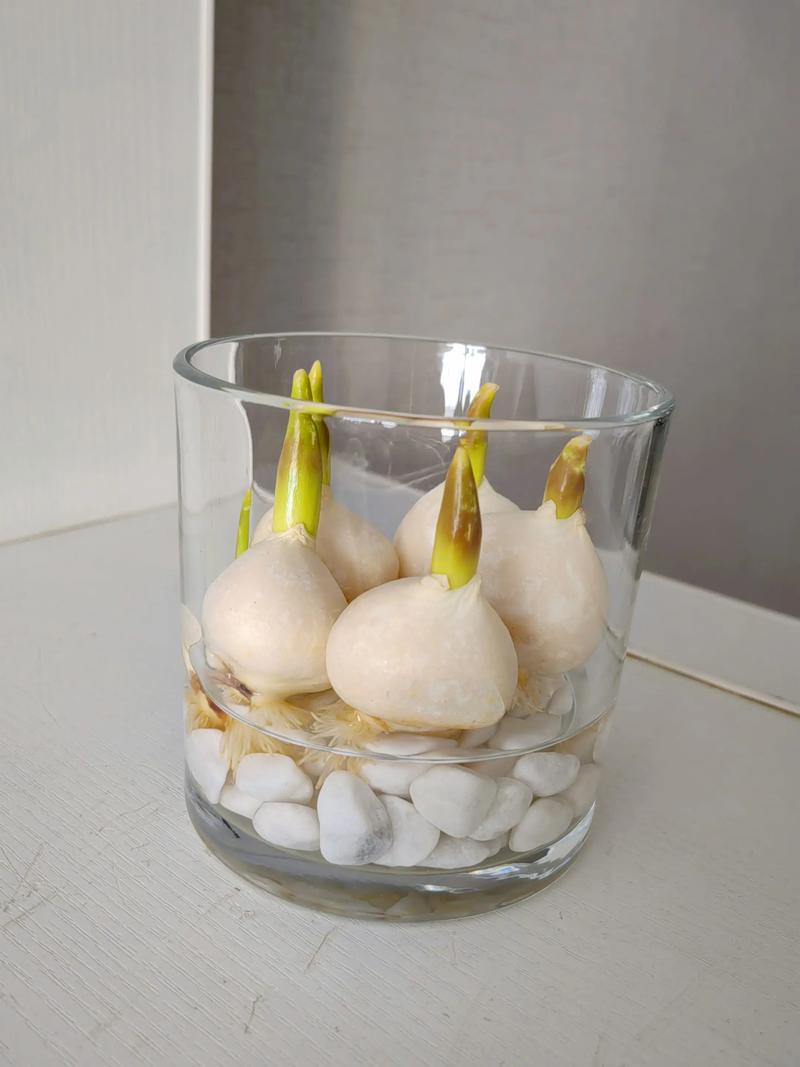 郁金香水培该加盐还是加糖？-第3张图片-吾爱花网