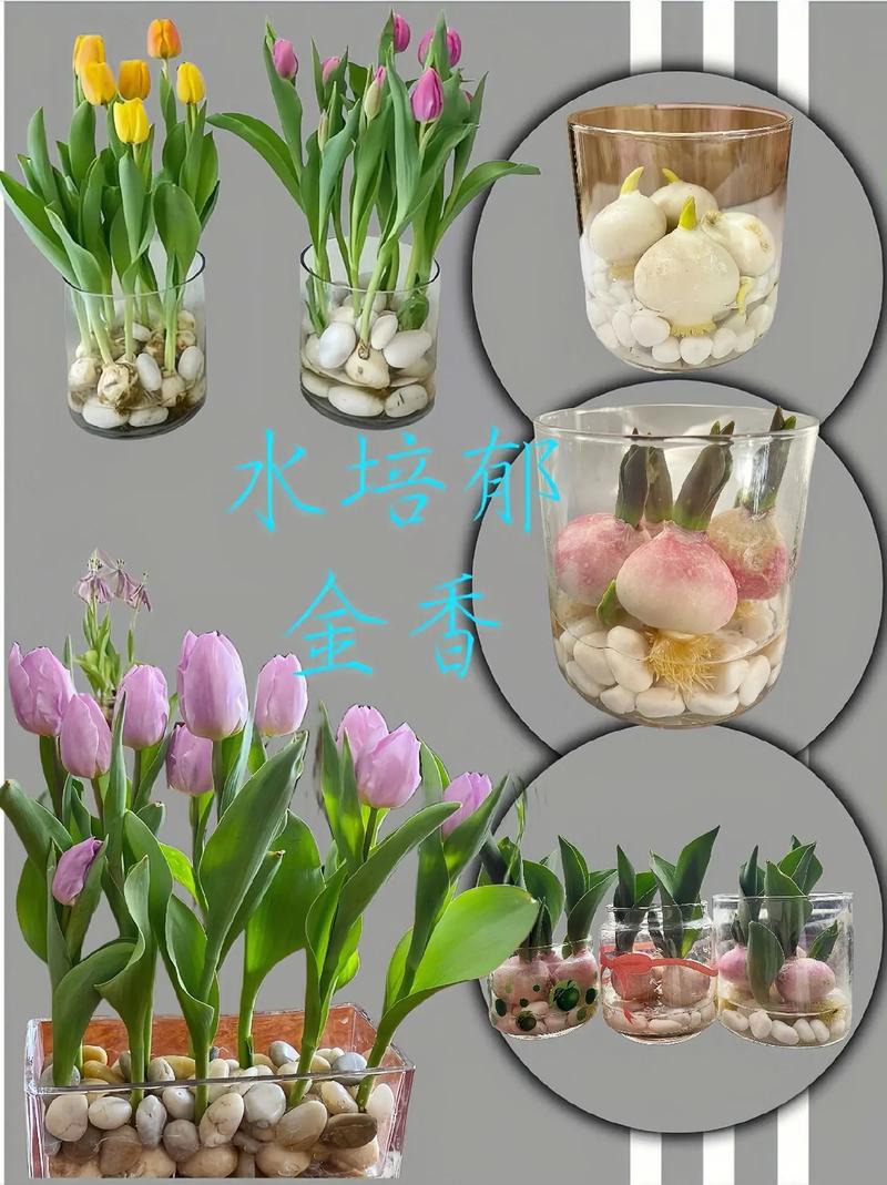 郁金香水培该加盐还是加糖？-第1张图片-吾爱花网