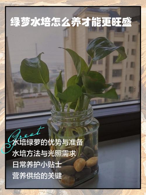 水培绿萝如何养才能旺盛？-第1张图片-吾爱花网