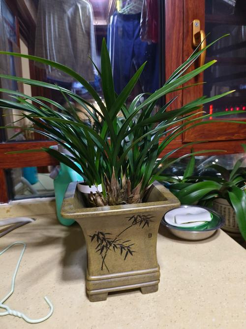 兰花盆栽过年图片怎么拍好看？-第1张图片-吾爱花网