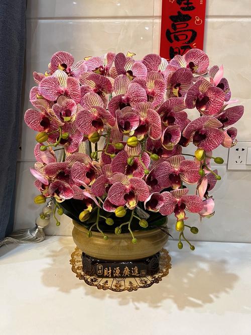 兰花盆栽过年图片怎么拍好看？-第2张图片-吾爱花网