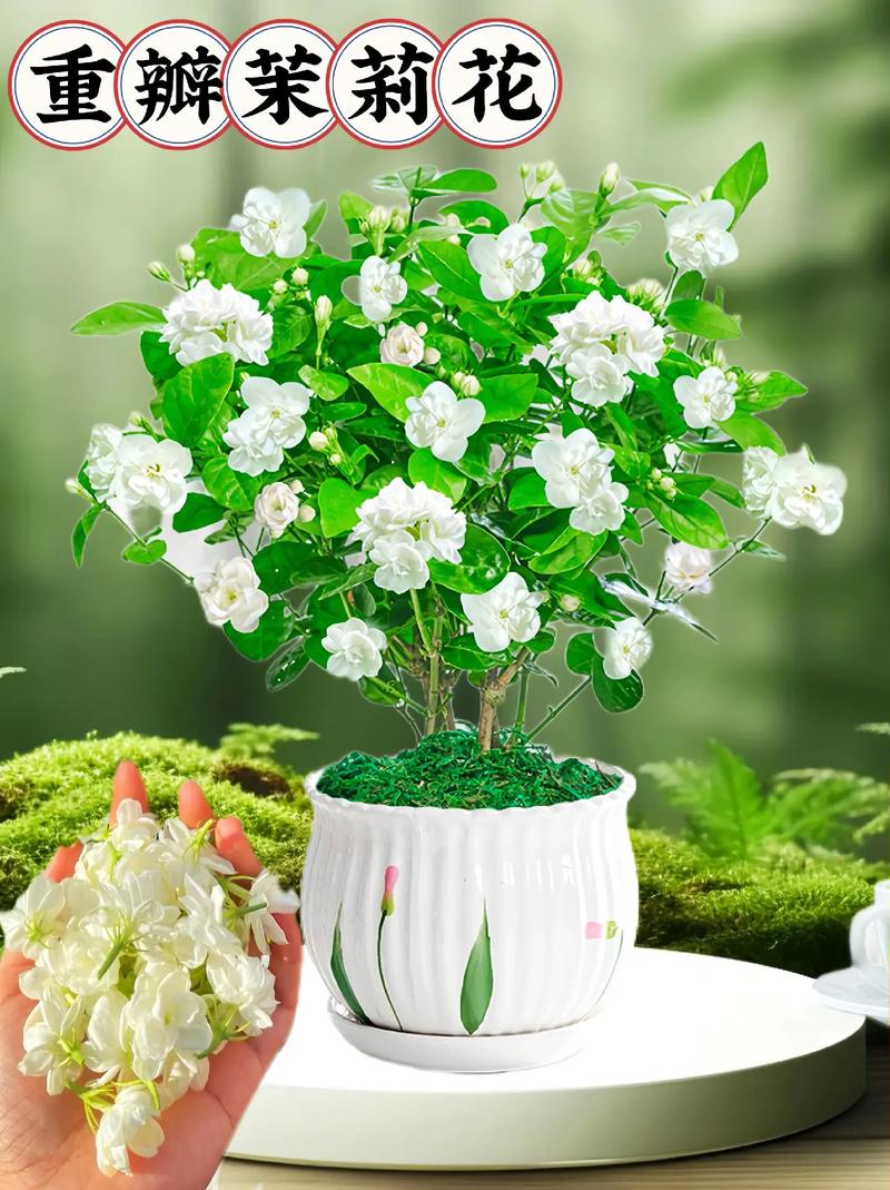 南方春天哪些盆栽花卉好养又好看？-第1张图片-吾爱花网