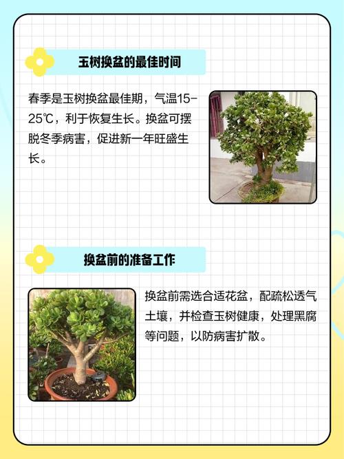 盆栽换季选啥时候最合适？-第2张图片-吾爱花网