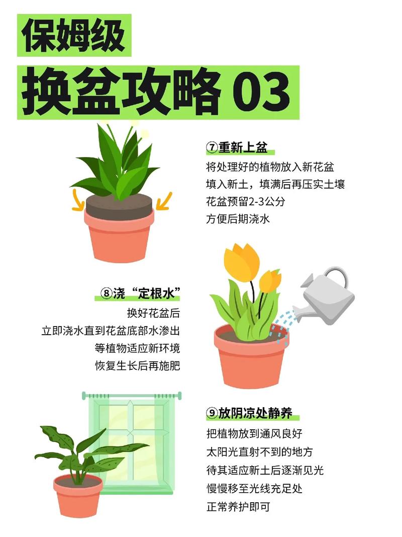 盆栽换季选啥时候最合适？-第3张图片-吾爱花网