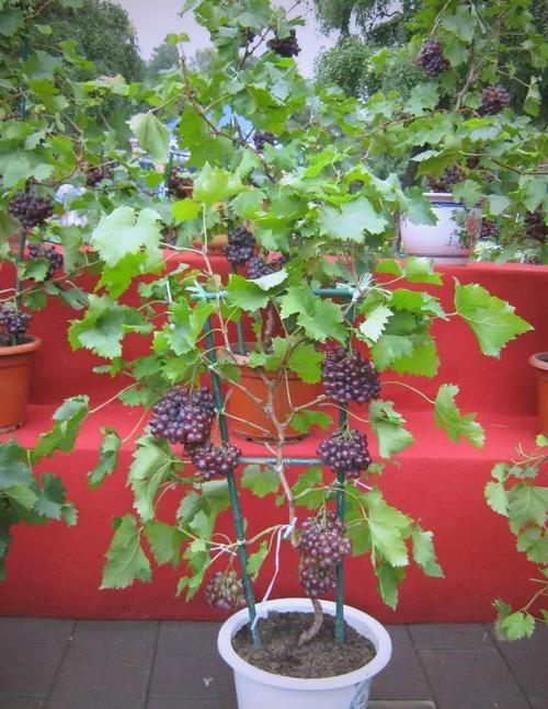 盆栽葡萄放阳台还是室内更美观？-第2张图片-吾爱花网