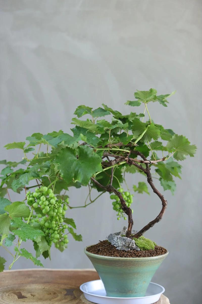 盆栽葡萄放阳台还是室内更美观?-第1张图片-吾爱花网 盆栽葡萄放阳台还是室内更美观?-第1张图片-吾爱花网