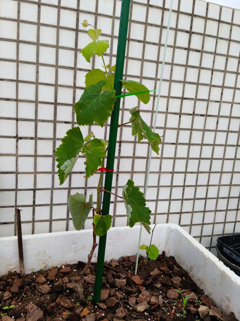 盆栽葡萄放阳台还是室内更美观?-第3张图片-吾爱花网 盆栽葡萄放阳台还是室内更美观?-第3张图片-吾爱花网