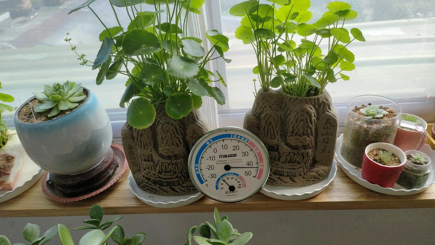 盆栽植物多少度该移入室内？-第3张图片-吾爱花网