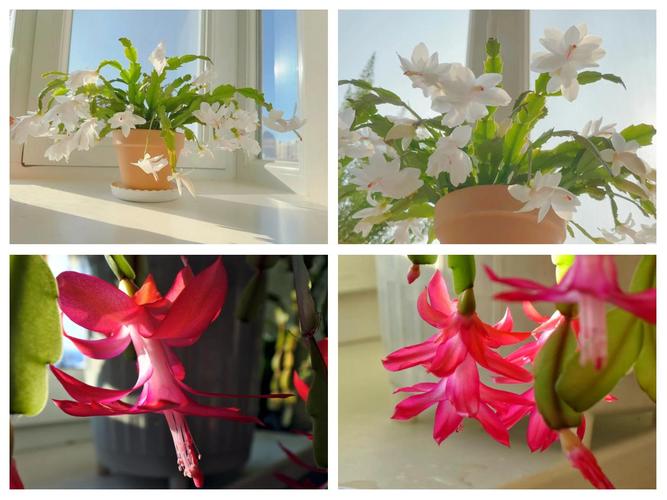 盆栽植物多少度该移入室内？-第1张图片-吾爱花网