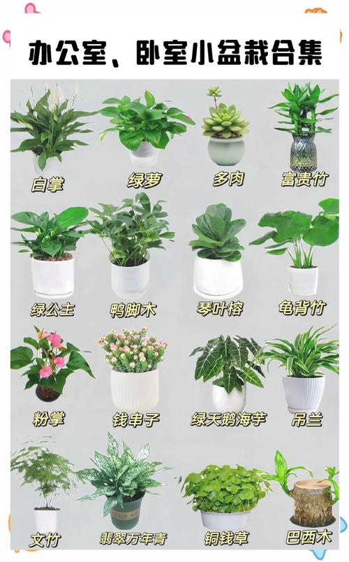 花盆栽有哪些常见品种及图片?-第1张图片-吾爱花网 花盆栽有哪些常见品种及图片?-第1张图片-吾爱花网