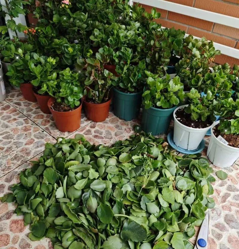 夏天盆栽为何容易养死？-第1张图片-吾爱花网