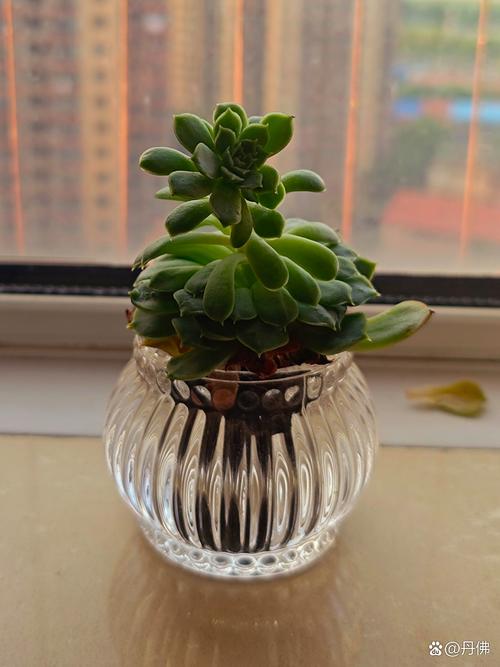 夏天盆栽为何容易养死？-第3张图片-吾爱花网