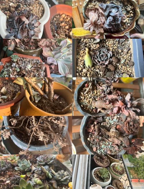 夏天盆栽为何容易养死？-第2张图片-吾爱花网