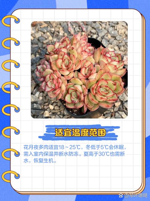 室内多肉怎么晒太阳才合适？-第1张图片-吾爱花网