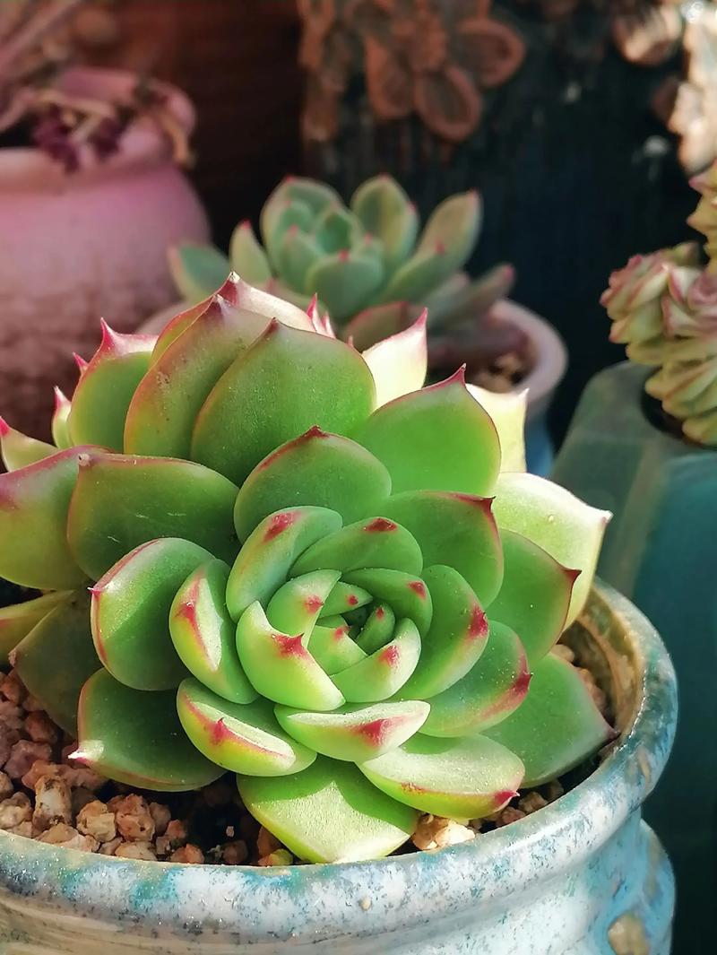 室内多肉怎么晒太阳才合适？-第2张图片-吾爱花网