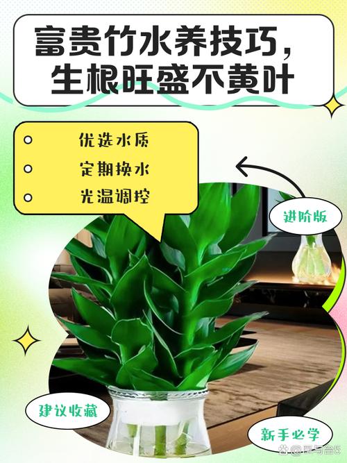 水培富贵竹养殖方法大全-第1张图片-吾爱花网