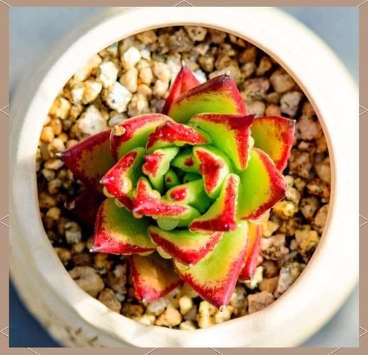 多肉口红最佳状态图片长啥样?-第1张图片-吾爱花网 多肉口红最佳状态图片长啥样?-第1张图片-吾爱花网