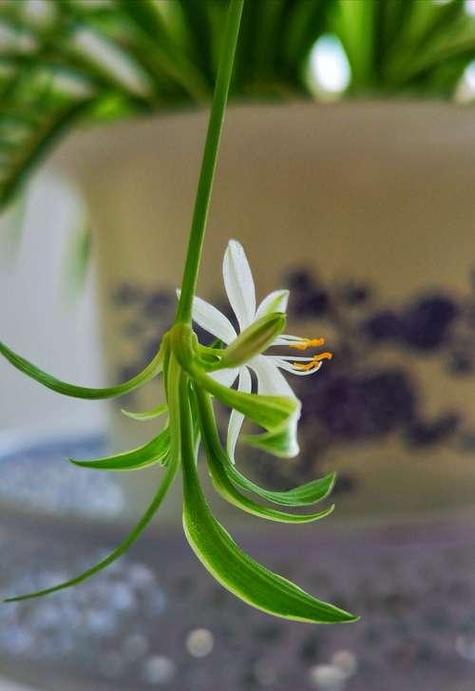 水培吊兰叶子能用啥药？-第1张图片-吾爱花网