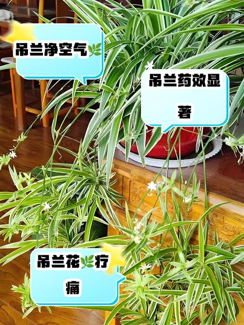 水培吊兰叶子能用啥药？-第2张图片-吾爱花网