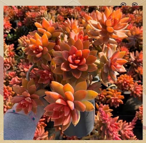 铭月多肉分叉怎么阻止?-第3张图片-吾爱花网 铭月多肉分叉怎么阻止?-第3张图片-吾爱花网