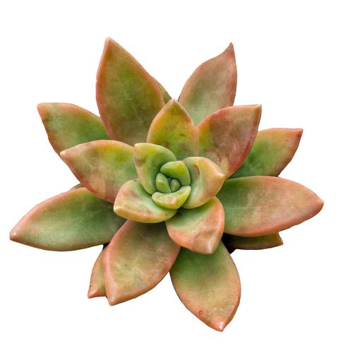 铭月多肉分叉怎么阻止?-第1张图片-吾爱花网 铭月多肉分叉怎么阻止?-第1张图片-吾爱花网