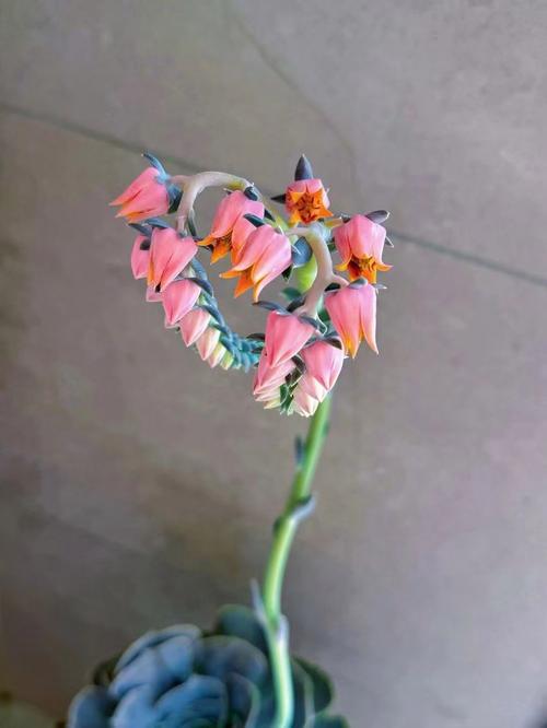 多肉开花时能剪吗？-第2张图片-吾爱花网