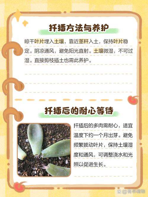 多肉幼苗刚移植怎么养-第2张图片-吾爱花网