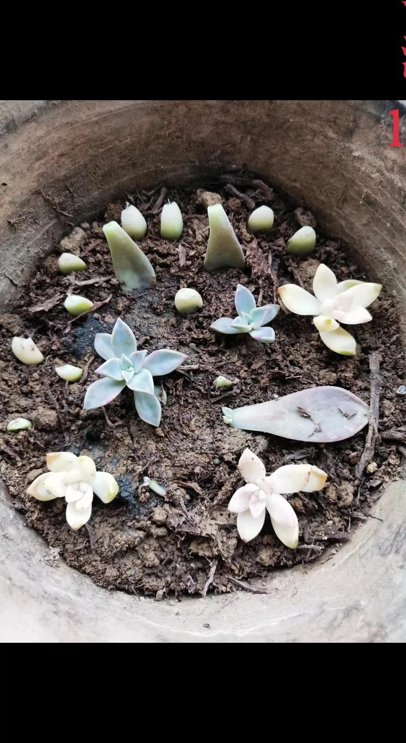 多肉幼苗刚移植怎么养-第1张图片-吾爱花网