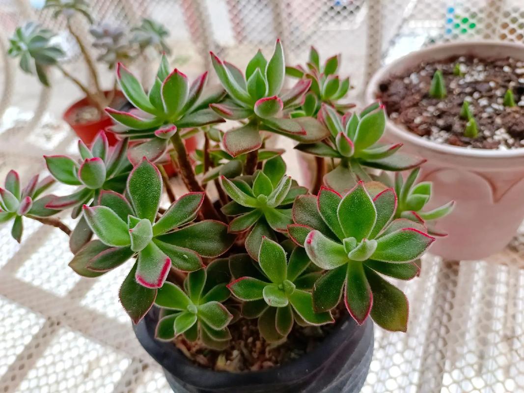 多肉兔耳朵冬天怎么养-第1张图片-吾爱花网