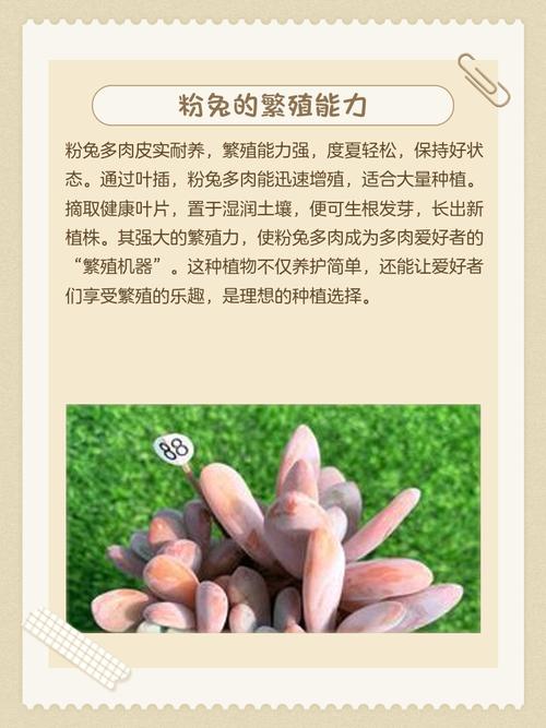 多肉兔耳朵冬天怎么养-第3张图片-吾爱花网